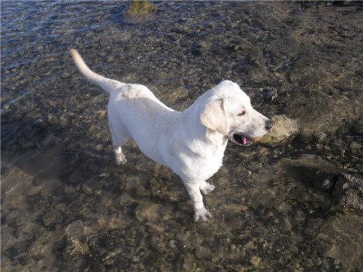 EN SU PASEO DIARIO , su gran pasion el agua, el solito se da su sesion de natacion y busca la pelota por muy lejos que este,